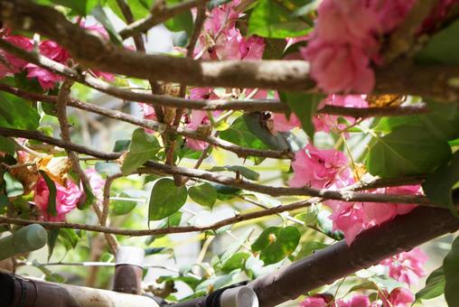 ブーゲンビリア② 熱帯花木 ブーゲンビリア② 熱帯花木の写真