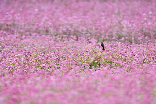 ピンクの蕎麦花にノビタキ ピンクの蕎麦花にノビタキ 高嶺ルビー,赤そば,蕎麦の花の写真素材