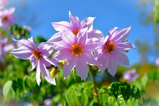 皇帝ダリア ダリア,皇帝ダリア,花の写真素材