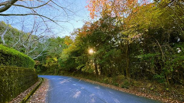 秋の木洩れ日と落ち葉 木洩れ日,落ち葉,道路の写真素材