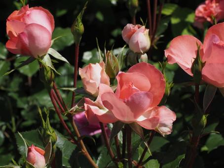 薔薇 薔薇,ローズ,春の写真素材