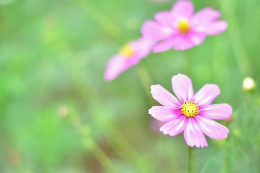 コスモス コスモスの写真
