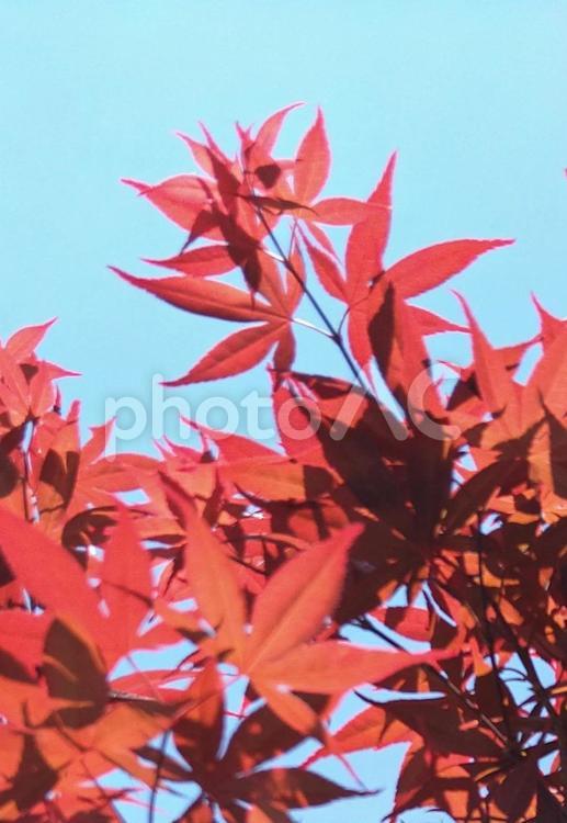 秋晴れの青空と赤い紅葉の葉② もみじ,モミジ,紅葉の写真素材