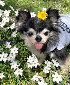 春の日差しの中でくつろぐチワワ 春の日差しの中でくつろぐチワワ 犬,チワワ,ペットの写真素材