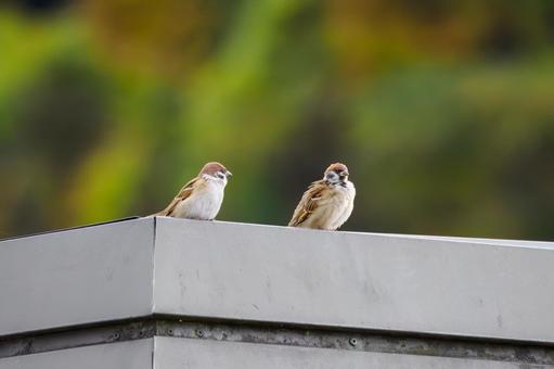 スズメの若鳥(55) 鳥,スズメ,若鳥の写真素材