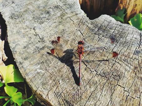 トンボといちょう　秋 秋,トンボ,とんぼの写真素材