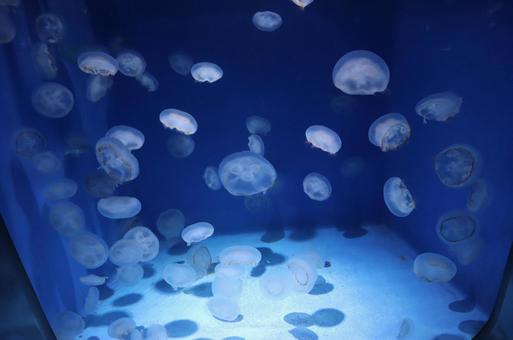 くらげ くらげ,水族館,海の写真素材