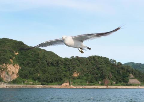ウミネコ 笹川流れに舞う ウミネコ 笹川流れに舞うの写真