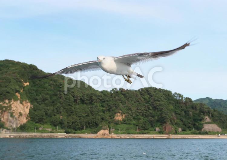 ウミネコ　笹川流れに舞う ウミネコ,海猫,鳥の写真素材