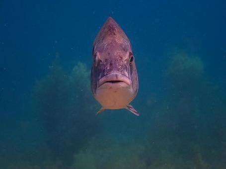 Photo, fish, sea, red snapper, 