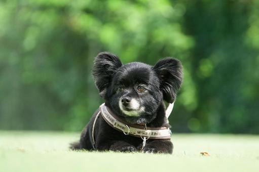 伏せでポーズの黒ワンコ(ミックス犬) 伏せでポーズの黒ワンコ(ミックス犬) 犬,ミックス犬,小型犬の写真素材