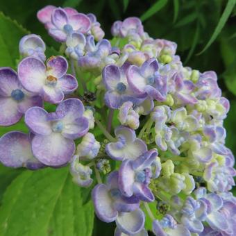 アジサイ(紫陽花) アジサイ(紫陽花)の写真