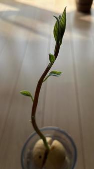 アボカドの芽 アボカド,水耕栽培,新芽の写真素材