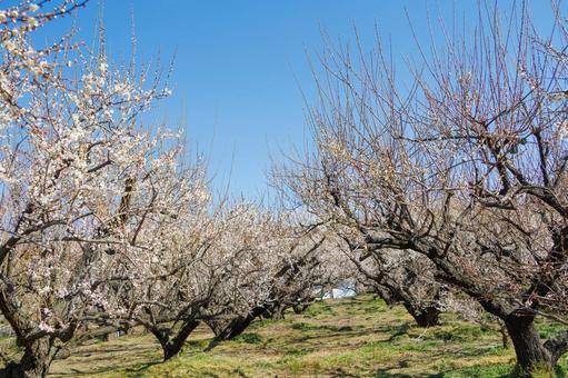 青空に映える満開の白梅 梅,迎春,梅の花の写真素材