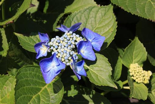 Hydrangea macrophylla, JPG