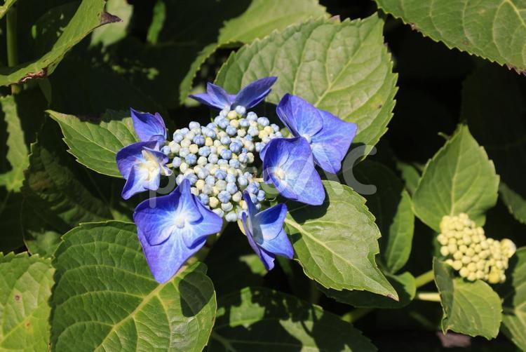 ガクアジサイ あじさい,紫陽花,ガクアジサイの写真素材