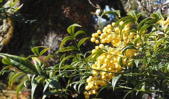 白南天の実 南天,南天の実,白南天の写真素材
