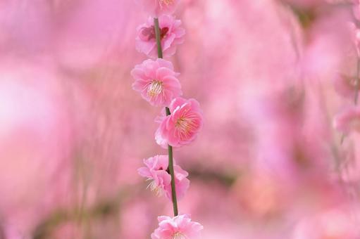 桃色に染まる梅の花 梅,春,花の写真素材