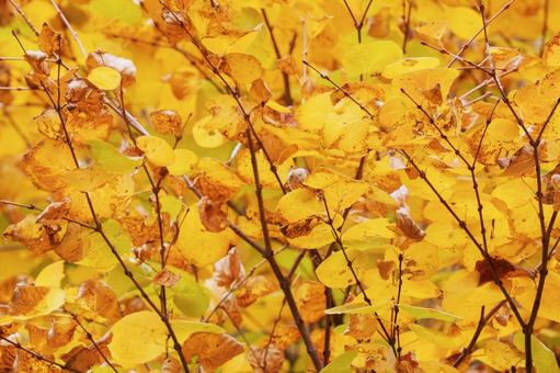 黄葉 黄葉,葉,木の葉の写真素材