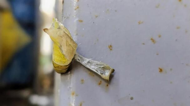 蛹の抜け殻～キアゲハ キアゲハ,蝶,動物の写真素材