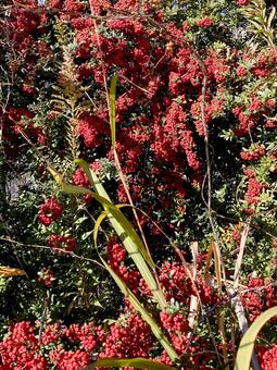 赤い実 赤い実,赤,レッドの写真素材