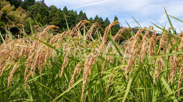 稲刈り直前の稲穂 3 秋の味覚,新米,米の写真素材