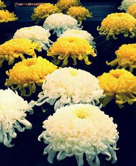 菊 菊の写真