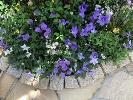 キキョウ 花 キキョウ 花の写真