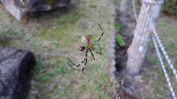 ジョロウグモ ジョロウグモ,蜘蛛,クモの写真素材