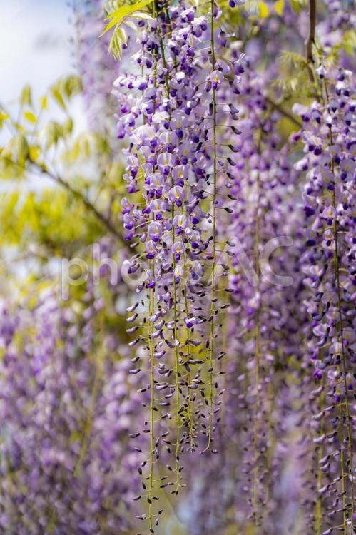 しあわせの村の藤棚 フジ,ふじ棚,自然の写真素材