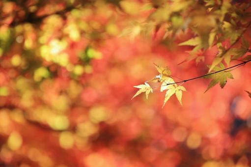 色づく紅葉 色づく紅葉の写真