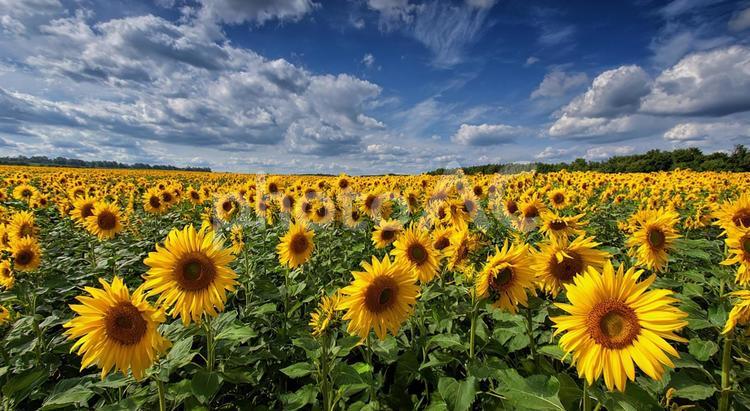希望に満ちた、夏のひまわり畑の景色 ひまわり,畑,花の写真素材