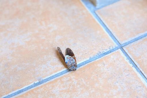 Photo, semi, cicada, insect, 