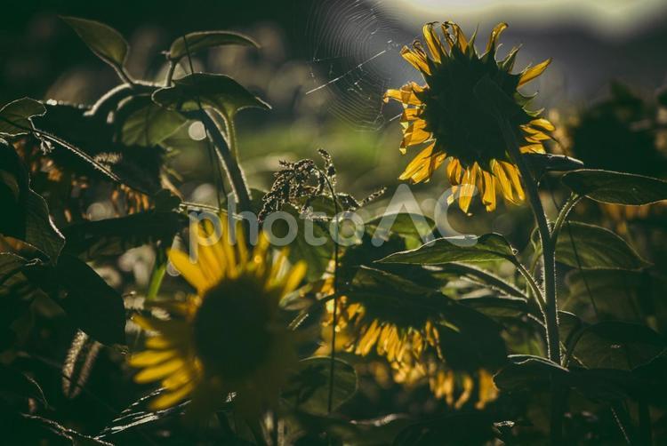 ＜風景＞枯れ始めた秋のヒマワリ畑の景色 ひまわり,夏,秋の写真素材