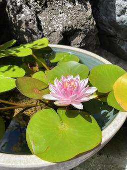 睡蓮、花、8月 睡蓮、花、8月の写真