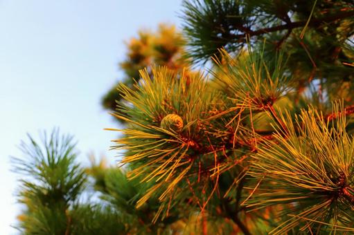 夕焼け空　松の木 松の木,松ぼっくり,アップの写真素材
