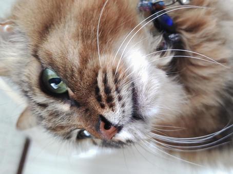 猫 猫の写真