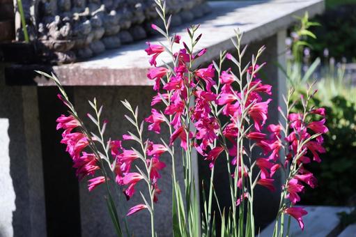 花壇に咲く赤いグラジオラスの花 花壇に咲く赤いグラジオラスの花の写真