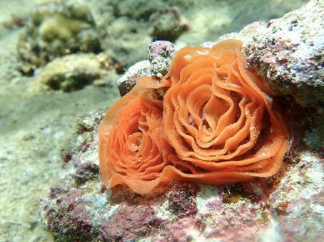 ミカドウミウシの卵 生き物,海,沖縄の写真素材