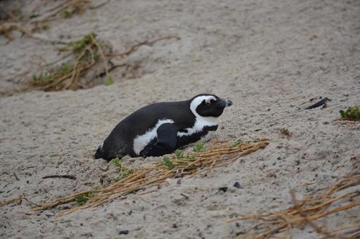 砂の上のケープペンギン　南アフリカ ケープペンギン,ペンギン,腹ばいの写真素材