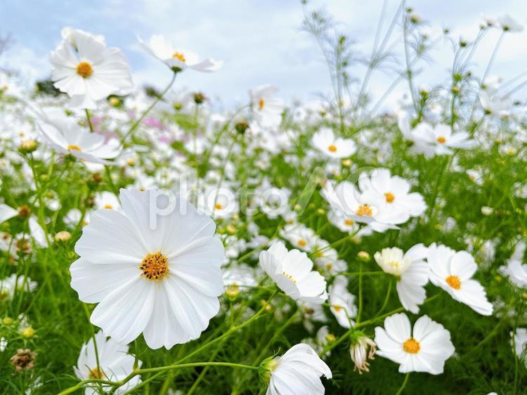 白いコスモス畑 コスモス,白い,白の写真素材