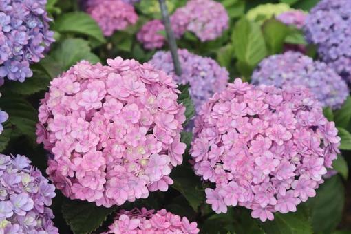 長崎市の市花 長崎市の市花の写真