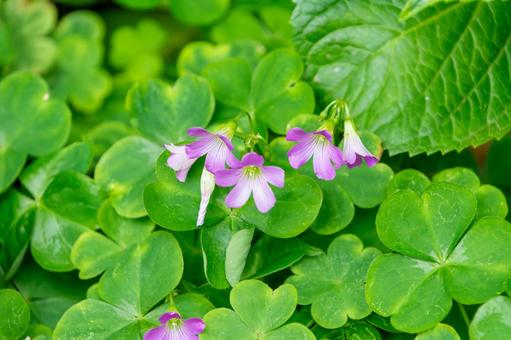 緑の葉に映えるムラサキカタバミの花 緑の葉に映えるムラサキカタバミの花 ムラサキカタバミ,花,花びらの写真素材