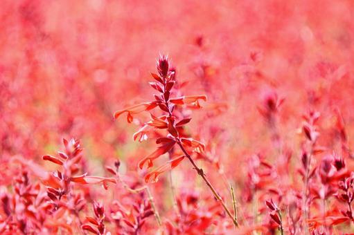 サルビア・ローマンレッドの写真