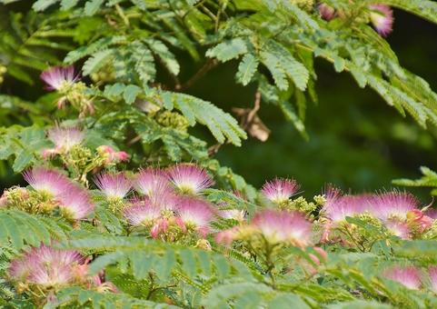 Silk tree flower, JPG Silk tree flower, JPG