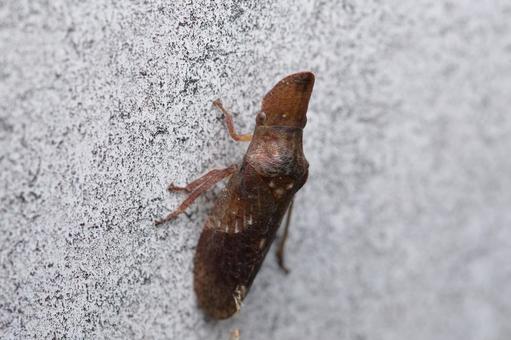 Photo, komimizuku, insect, creatures, 