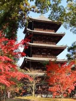 京都仁和寺の五重塔と紅葉 京都仁和寺の五重塔と紅葉の写真