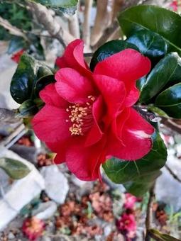 山茶花 山茶花の写真