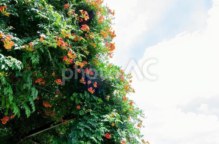 空と花と植物 青空,空,雲の写真素材