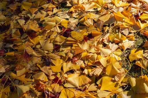 銀杏の落ち葉　（12月上旬撮影奈良市） イチョウ,銀杏,落ち葉の写真素材